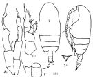 Species Gaetanus minutus - Plate 12 of morphological figures