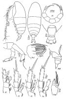 Espce Farrania pacifica - Planche 2 de figures morphologiques