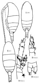 Espce Spinocalanus magnus - Planche 5 de figures morphologiques