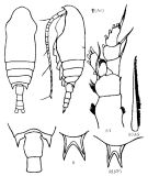 Espce Aetideopsis rostrata - Planche 11 de figures morphologiques
