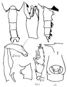 Espce Paraeuchaeta barbata - Planche 11 de figures morphologiques