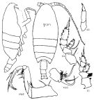 Espce Cornucalanus indicus - Planche 3 de figures morphologiques
