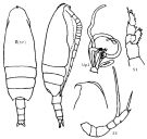 Species Scaphocalanus affinis - Plate 4 of morphological figures