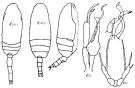 Espce Scaphocalanus medius - Planche 4 de figures morphologiques