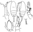 Espce Scaphocalanus brevicornis - Planche 2 de figures morphologiques