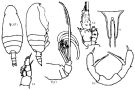 Espce Amallothrix valida - Planche 4 de figures morphologiques