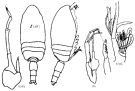 Espce Amallothrix valida - Planche 5 de figures morphologiques