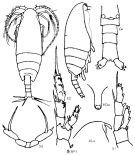 Espce Racovitzanus antarcticus - Planche 5 de figures morphologiques