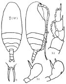 Species Pseudoamallothrix ovata - Plate 9 of morphological figures