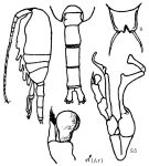 Espce Undinella oblonga - Planche 3 de figures morphologiques
