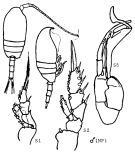 Espce Undinella acuta - Planche 5 de figures morphologiques