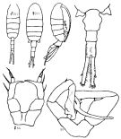 Species Eurytemora americana - Plate 2 of morphological figures