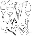 Espce Metridia curticauda - Planche 3 de figures morphologiques