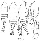 Espce Centropages abdominalis - Planche 4 de figures morphologiques