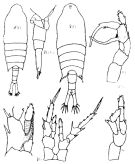 Espce Centropages tenuiremis - Planche 4 de figures morphologiques
