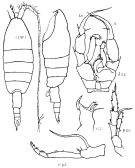 Espce Heterorhabdus tanneri - Planche 5 de figures morphologiques