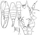 Espce Heterostylites major - Planche 7 de figures morphologiques