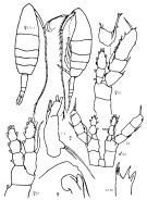 Espce Augaptilus glacialis - Planche 5 de figures morphologiques