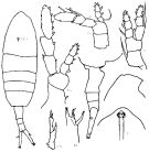 Espce Augaptilus cornutus - Planche 1 de figures morphologiques