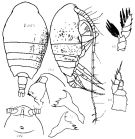 Espce Pseudhaloptilus pacificus - Planche 4 de figures morphologiques