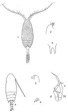 Espce Aetideopsis antarctica - Planche 1 de figures morphologiques