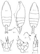 Espce Arietellus simplex - Planche 8 de figures morphologiques