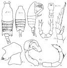 Espce Candacia columbiae - Planche 1 de figures morphologiques
