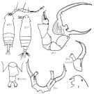 Espce Labidocera japonica - Planche 4 de figures morphologiques