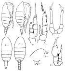 Espce Temorites brevis - Planche 2 de figures morphologiques