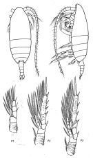 Species Spinocalanus hirtus - Plate 1 of morphological figures