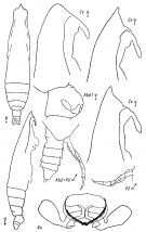 Espce Pareucalanus sewelli - Planche 9 de figures morphologiques
