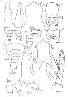 Espce Pareucalanus attenuatus - Planche 9 de figures morphologiques