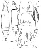 Espce Eucalanus bungii - Planche 3 de figures morphologiques