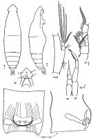 Espce Eucalanus hyalinus - Planche 11 de figures morphologiques