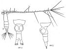 Espce Mecynocera clausi - Planche 6 de figures morphologiques