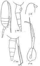 Espce Pseudocalanus minutus - Planche 3 de figures morphologiques