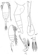 Espce Pseudocalanus major - Planche 2 de figures morphologiques