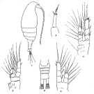 Espce Parvocalanus dubia - Planche 1 de figures morphologiques