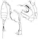 Espce Labidocera euchaeta - Planche 2 de figures morphologiques
