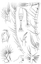 Espce Acartiella tortaniformis - Planche 1 de figures morphologiques