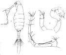 Species Pontella investigatoris - Plate 1 of morphological figures