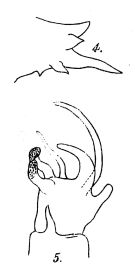 Espce Labidocera stylifera - Planche 1 de figures morphologiques
