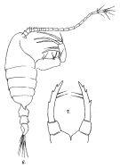 Espce Candacia tuberculata - Planche 4 de figures morphologiques