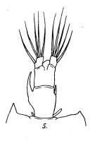 Espce Pontellopsis macronyx - Planche 1 de figures morphologiques