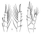 Espce Centropages tenuiremis - Planche 5 de figures morphologiques