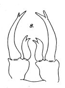 Espce Labidocera kryeri - Planche 4 de figures morphologiques