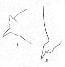 Espce Undinula vulgaris - Planche 8 de figures morphologiques