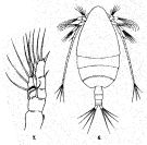 Espce Scolecithricella pearsoni - Planche 1 de figures morphologiques