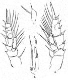 Espce Scolecithricella pearsoni - Planche 2 de figures morphologiques
