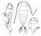 Espce Labidocera pavo - Planche 3 de figures morphologiques